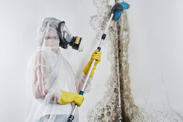 Best Basement Mold Remediation in Sullivan, IN