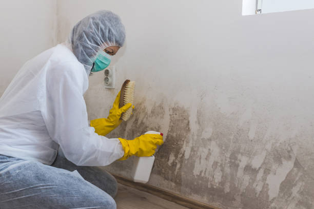 Best Residential Mold Remediation in Sullivan, IN
