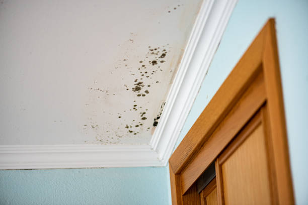 Best Bathroom Mold Remediation in Sullivan, IN