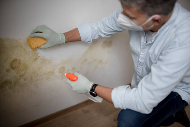 Best White Mold Remediation in Sullivan, IN